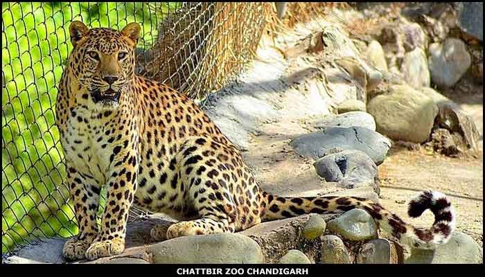 Chattbir Zoo - Places To Visit in Chandigarh - Newzito