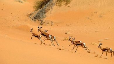 namibia-springbok-p_666813n